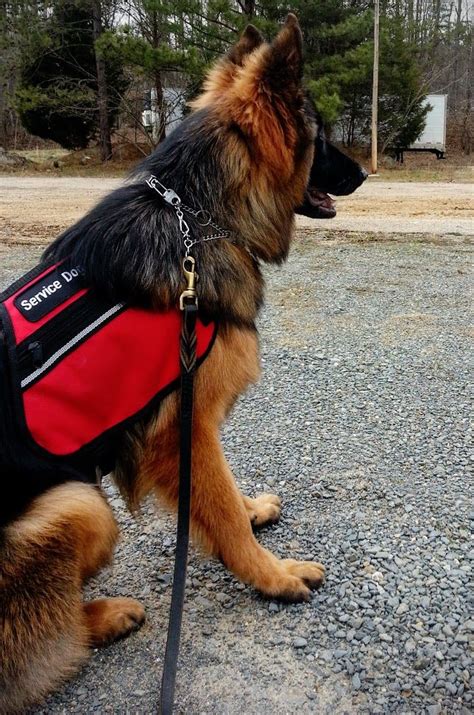 Adorable German Shepherd Service Dog In Training L2sanpiero