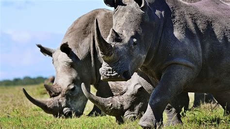 Rhino Pictures Clashing Pride