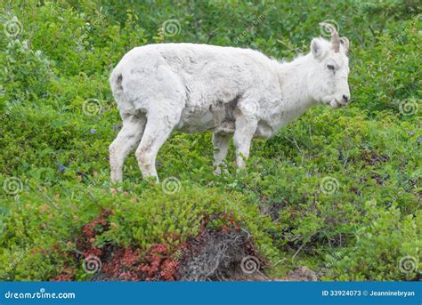 Young Female Dall Sheep Stock Image Image Of White Mammal 33924073