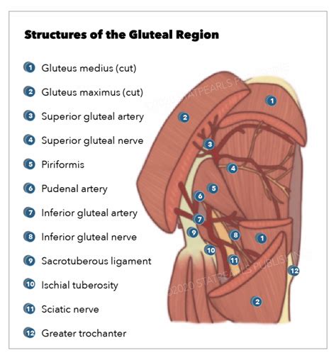 Anatomy Bony Pelvis And Lower Limb Gluteus Medius Muscle Statpearls