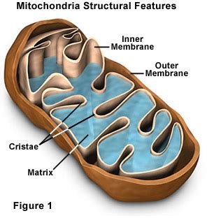 Energy production within cells is the main function of mitochondria. Molecular Expressions Cell Biology: Mitochondria