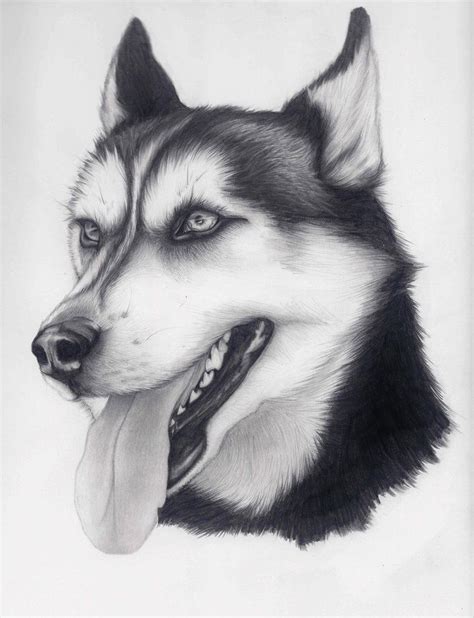 Husky By Alishamarie12 Pencil Drawings Of Animals Animal Sketches