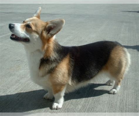 The pembroke welsh corgi puppy is one type of corgi. Corgi Husky Mix For Sale Colorado
