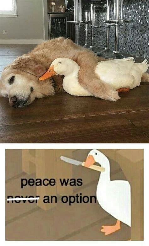 Wholesome Duck Music Indieartist Chicago Funny Duck Duck Memes