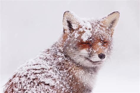Fox In The Snow Series Fox In The Snow Portrait Photograph By