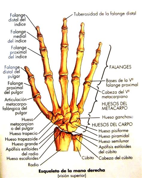 Huesos De La Mano Con Sus Nombres Anatomia Humana Huesos Hueso De