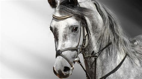Wonderful Horse Professional Photo With Animals