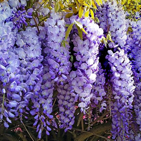 Discover The World Of Wisteria Plants Article On Thursd