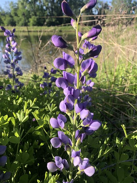 Wisconsin Wildflower | Blue False Indigo | Baptisia australis