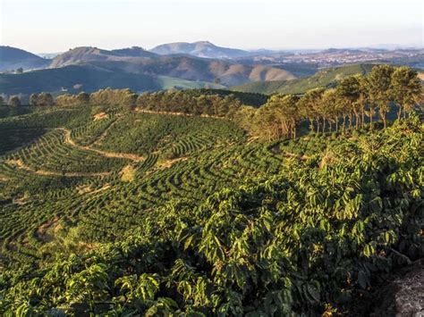 Where Do Coffee Beans Grow Best Carmel Bay Coffee