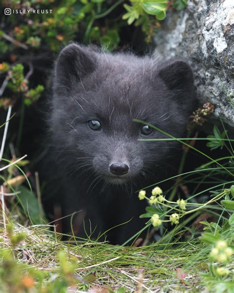 Baby Arctic Fox In Icelandwildlife Photography Colors Of Nature