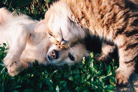 5 Consejos Para Que Perros Y Gatos Convivan Sin Morir En El Intento