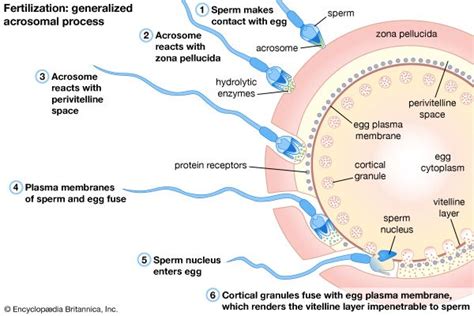 Fertilization Steps Process And Facts