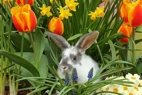 Young Rabbit Among Spring Flowers Photo Wp41625