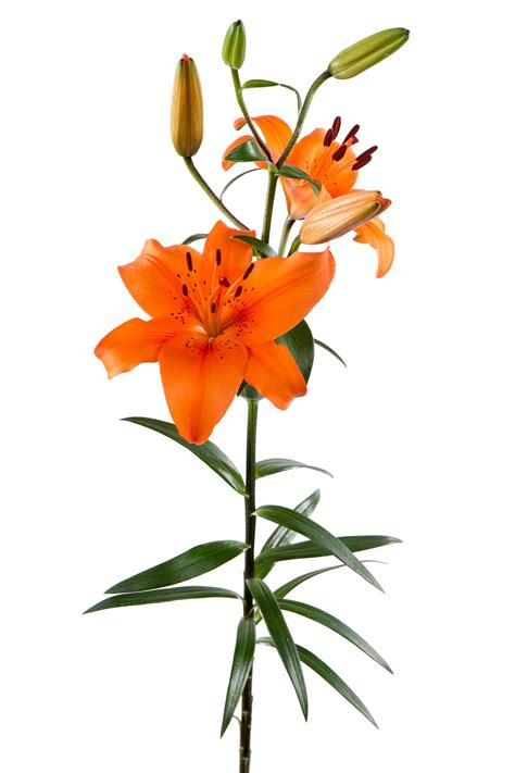Asiatic Lily Orange Jacksonville Flower Market