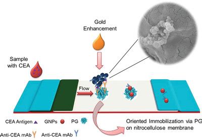 Dual Sensitivity Enhancement In Gold Nanoparticlebased Lateral Flow