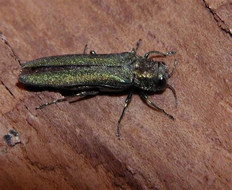 Invasive Tree Eating Beetle Found In Gaithersburg Gaithersburg Md Patch
