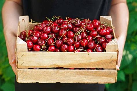 How To Grow And Care For Fruiting Cherry Trees Gardeners Path Cherry Tree Growing Cherry