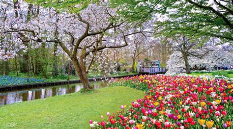 Keukenhof Netherlands One Of The Most Charming Garden In Europe
