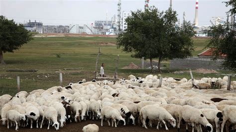 Bubonic Plague Found In A Herder In Inner Mongolia China Says The