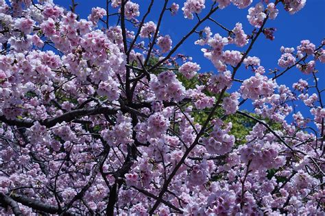 Cherry Blossom Blomst Kirsebær Træ Gratis Foto På Pixabay Pixabay