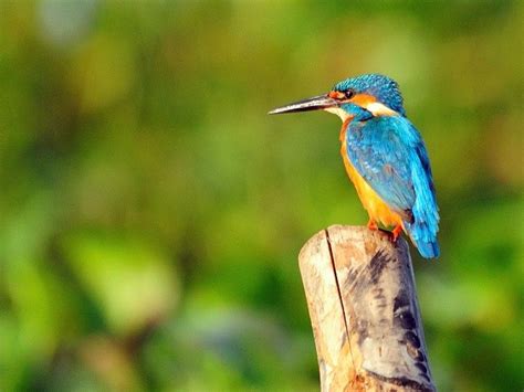 Top 5 Bird Sanctuaries In Kerala Wildlife In Kerala