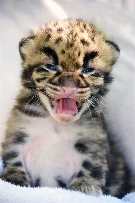 Miamis Too Cute For Words Clouded Leopard Cubs Looking For Names