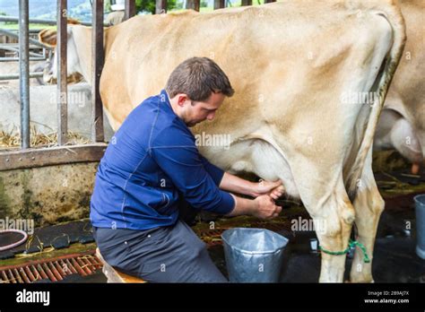 Milking The Cow Banque De Photographies Et Dimages à Haute Résolution Page 2 Alamy