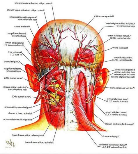 Neck muscles are bodies of tissue that produce motion in the neck when stimulated. Human Neck Anatomy Diagram | Neck muscle anatomy, Muscle ...