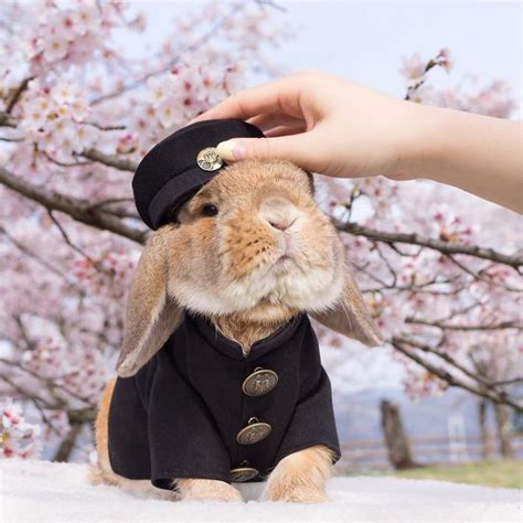 Cute Photographs of Most Stylish Bunny | Great Inspire