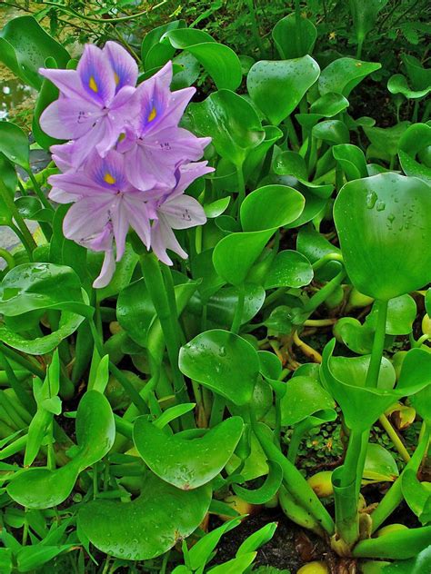Water Hyacinth Eichhornia Crassipes Feedipedia