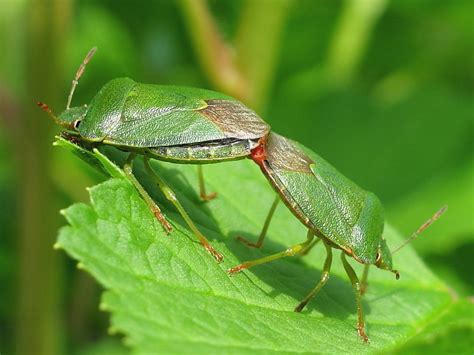 80 Best Of Palomena Prasina British Bugs Insectza
