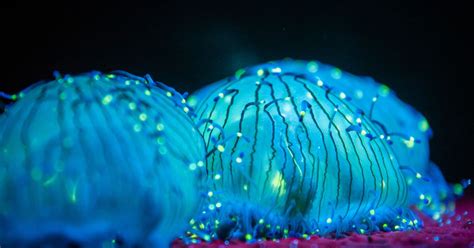 Exploring The Beauty And Science Of Bioluminescent Plankton