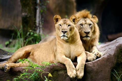 Two Lions Were Shot Dead After A Naked Man Tried To Feed Himself To