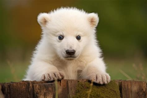 Premium Ai Image Polar Bear Cub Outdoors