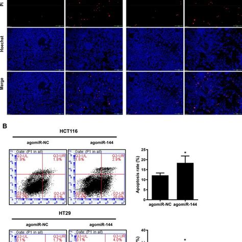 mir 144 induces crc cell apoptosis a hct116 and ht29 cells were download scientific diagram