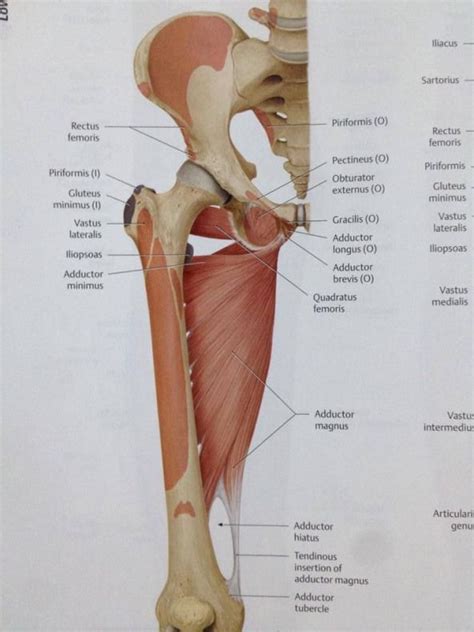 Hip muscles act on the hip joint to effect flexion, extension, abduction, adduction, internal and external rotation. Adductor muscles - Anterior view. La Unidad Especializada ...