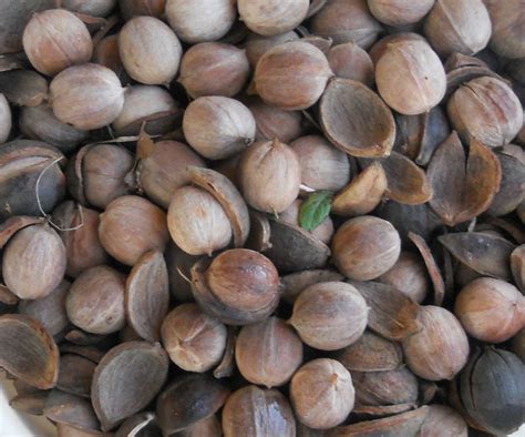 Uses For Hickory Nuts