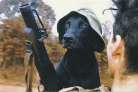 Tracker Dog By Peter Haran A True Australian Vietnam War Story