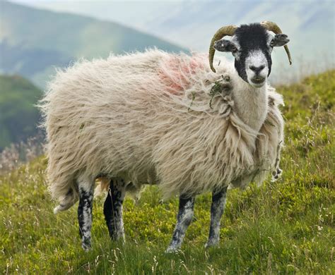 پروندهswaledale Sheep Lake District England June 2009 ویکی