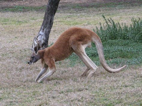 Big Male Red Kangaroo Red Kangaroo Macropus Rufus Flickr