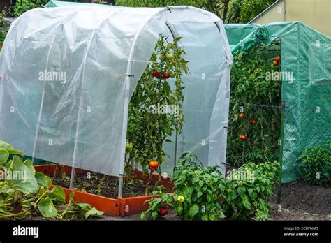Growing Tomatoes In A Plastic Greenhouse Garden Allotment Stock Photo