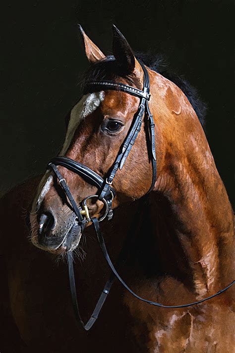 Horse Portrait Study By Nordwick On Deviantart Horses Horse