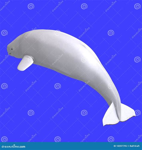 Whitle Female Beluga Whale Stock Illustration Illustration Of Suit