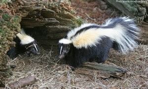 Interesting Facts About Skunks Just Fun Facts