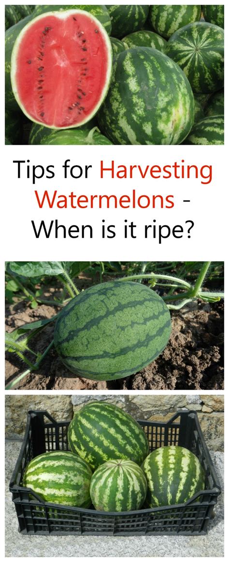 Plus, find storage secrets and our best fresh watermelon recipes for summertime. Harvesting Watermelons - When is Watermelon Ready to Pick ...