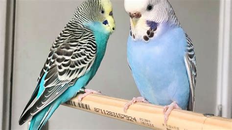 English Budgie English Budgerigar Prices And Features Vlrengbr