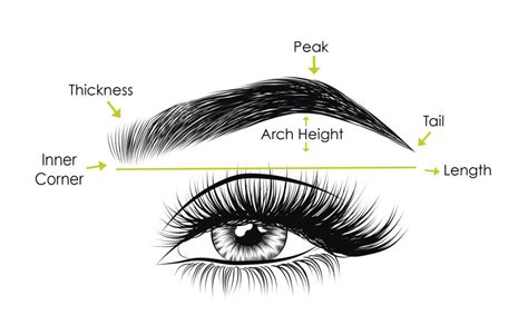anatomy of eyebrow different types of eyebrows shapes types of eyebrows eyebrow shape
