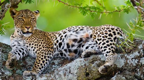Leopards In Serengeti National Park Tanzania Wildlfie Tanzania Safaris