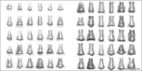 Depending on your nose's different types and shapes, one can predict a person's personality and traits. Nose Shapes: 10+ handpicked ideas to discover in Other ...